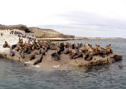 Seals, Patagonia - Puerto Pirámides by Ralf Levc 
